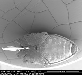 Media type: image; Invertebrate Zoology 133769